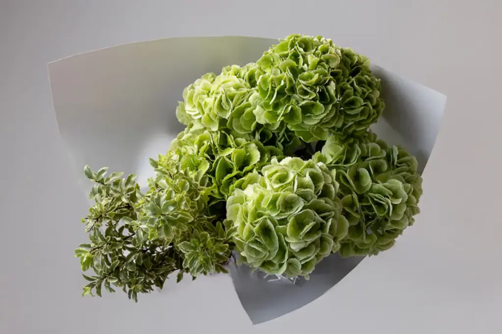 GREEN GRAPES